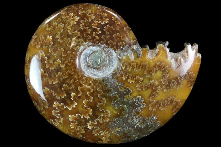 Polished, Agatized Ammonite (Cleoniceras) - Madagascar #97261